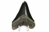 Serrated, Fossil Megalodon Tooth - Georgia #135923-2